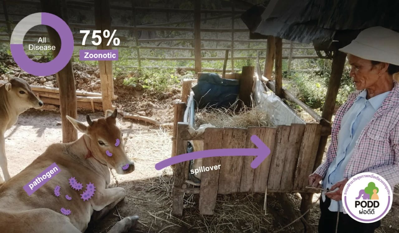 ภาพอธิบายการแพร่โรคจากสัตว์สู่คนในระบบผ่อดีดี
